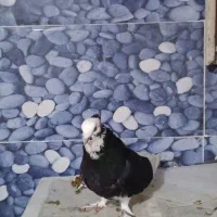 شازده هما نر