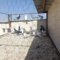 کفتر پرشی|پرنده|محمدیه-قزوین, |دیوار