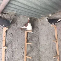 چهارتا کفتر شکار