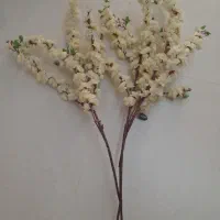گلهای زیبا خارجی