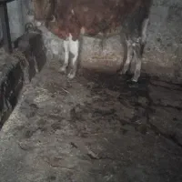 حیوانات مزرعه