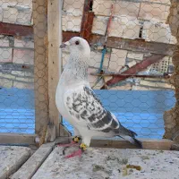 6تا کفتر بوم پرشی