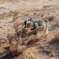 فروش چپش|حیوانات مزرعه|یاسوج, |دیوار