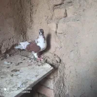 ۱۳ عدد کفتر پرشی روزگاری|پرنده|گلپایگان, |دیوار