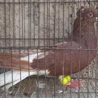 خروس|حیوانات مزرعه|قزوین, |دیوار