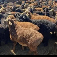 قیمت توافقی