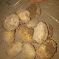 سیب زمینی آگریا