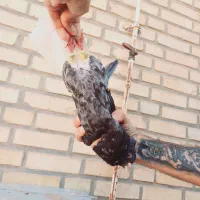 کوهی دم سفید نر|پرنده|کارون, |دیوار