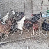 مرغ و خروس محلی