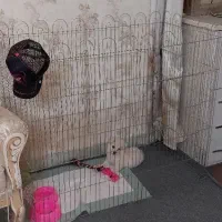 پامر اشتپیز ۳ماهه واکسن خورده|سگ|تهران, مسعودیه|دیوار