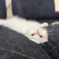 گربه پرشین سوپر فلت