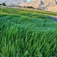 تیم پیاز تشان