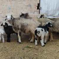 3رس میش بختیاری اصل تک بره و جفت بره|حیوانات مزرعه|کرمان, |دیوار