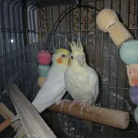 عروس هلندی لوتینو نرو ماده نر سخنگو