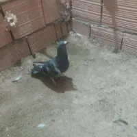 قاب عکس