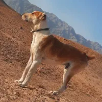 سگ گله|سگ|بالا ولایت, |دیوار