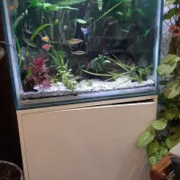 اکواریوم پلنت