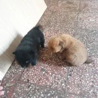 واگذاری سگ ماده و نر و توله هاش