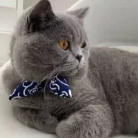 اسکاتیش نر انفولد بلو