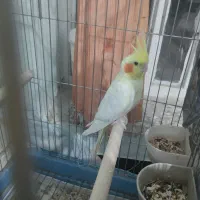 عروس هلندی زیبا|پرنده|فیروزآباد (فارس), |دیوار