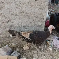 بوقلمون ماده