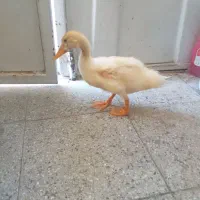 اردک