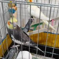 عروس هلندی نر سینامون ماده لوتینو ماده ۸ تخم|پرنده|جیرفت, |دیوار