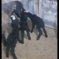 صفحه بلاگ دامپروری پرورش گوسفند شال sreoe بره