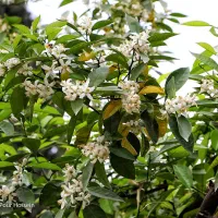 فروش کیلویی بهارنارنج