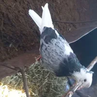 کبوتر شازده سبز نر