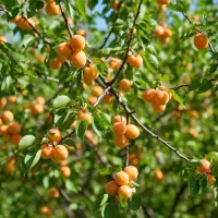 فروش ویـژه نهـال گـلابی پــربــار|خدمات باغبانی و درختکاری|مریوان, |دیوار