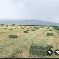 یونجه درجه یک خشک
