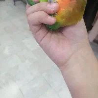 کوتوله دستی تخم گذار