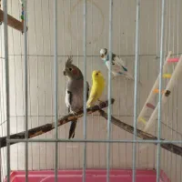 دوتا طوطی نر و ماده با یه عروس هلندی ماده