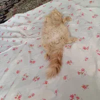 گربه پرشین و اسکاتیش|گربه|گلبهار, شهر جدید گلبهار|دیوار