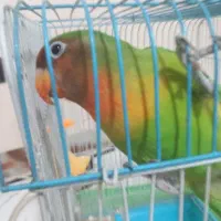 طوطی‌ برزیلی ‌‌همراه با ‌قفس