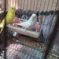 مرغ عشق