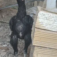 خروس لاری