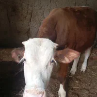 فروش گوساله نر