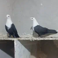 پرنده