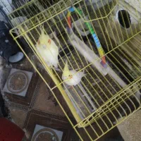 عروس هلندی لوتینو