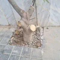 درخت انجیل بن۳۸