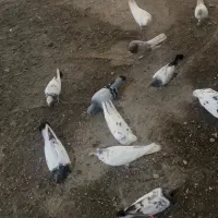کفتر یا کبوتر|پرنده|نوشهر, |دیوار