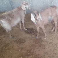 دوبز آبستنبهترین نژاد|حیوانات مزرعه|ملکشاهی, |دیوار