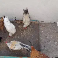 خروس سالم و بی نظیر|حیوانات مزرعه|قم, در بهشت|دیوار