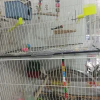 فنچ|پرنده|تربت جام, جامی|دیوار