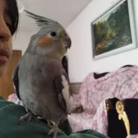 عروس هلندی دستی|پرنده|هشتگرد, شهرک راه آهن|دیوار