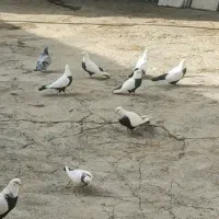 دمسیاه