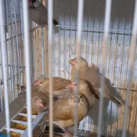 فنچ نرگسی شکلاتی با ۶تا جوجه .قناری مست