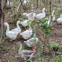 قوغاز نر ماده سالم سر حال|حیوانات مزرعه|ماکلوان, |دیوار